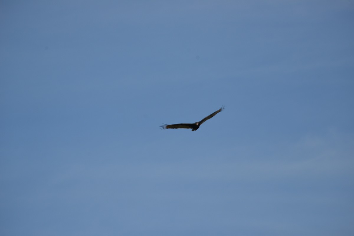 Hindi Akbabası - ML646909131