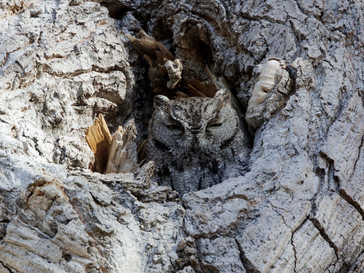 Сплюшка західна - ML646909132