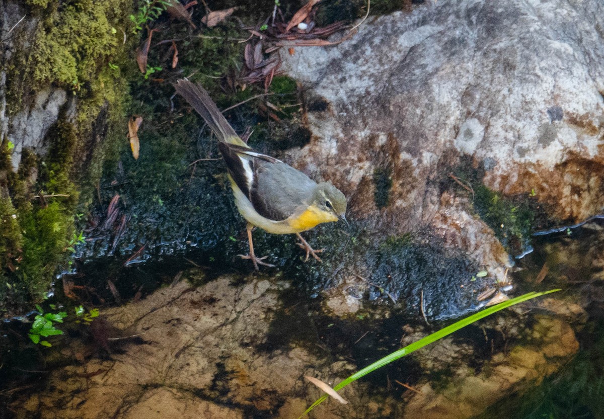 Gray Wagtail - ML646909133