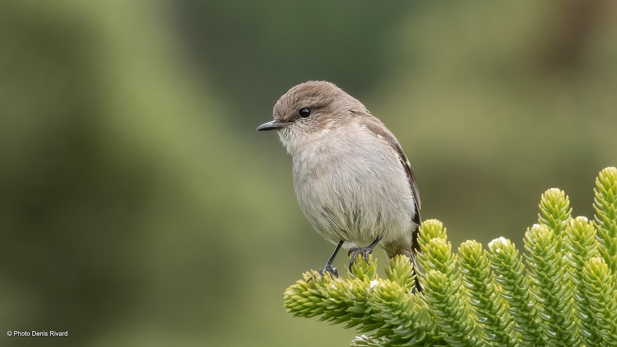 タスマニアヒタキ - ML646909136