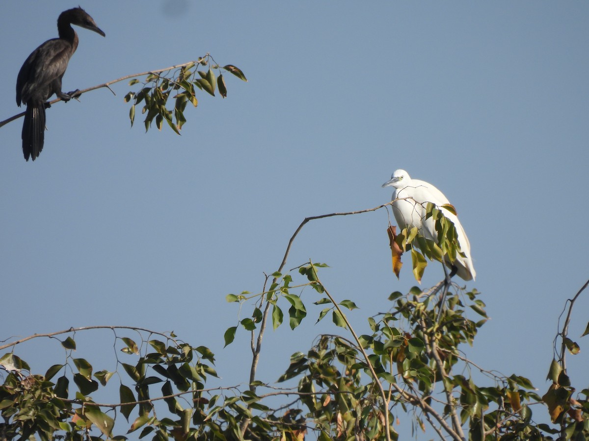 Яванский баклан - ML646909145