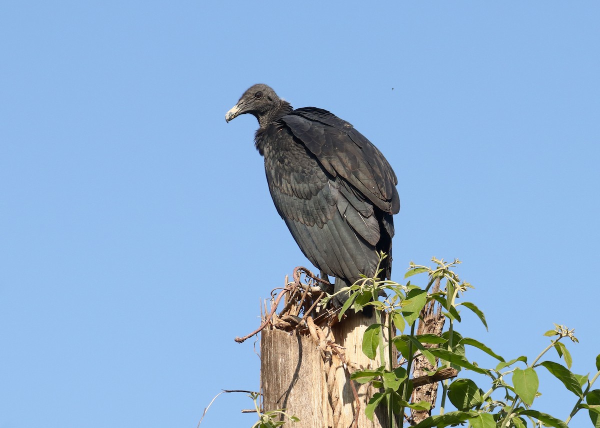 svartkondor - ML646909150