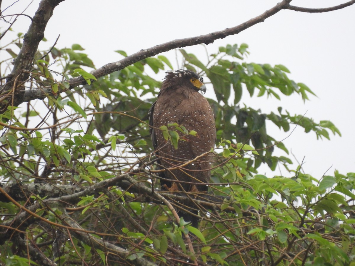 Crested Serpent-Eagle - ML646909154