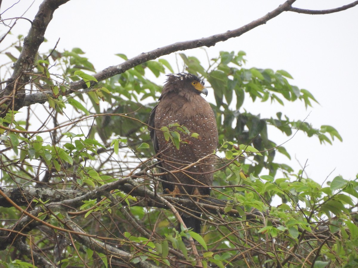 Crested Serpent-Eagle - ML646909155