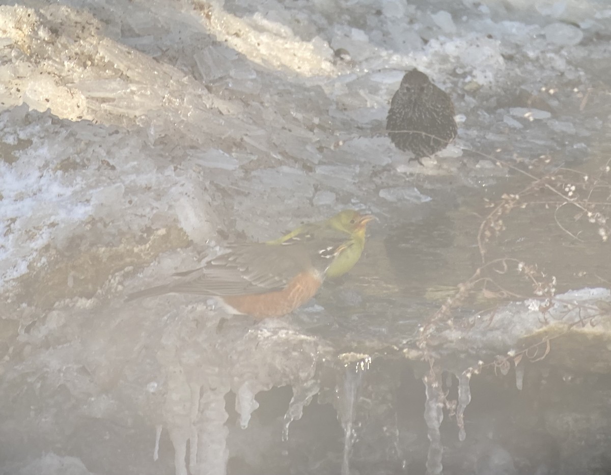 Piranga à tête rouge - ML646909156