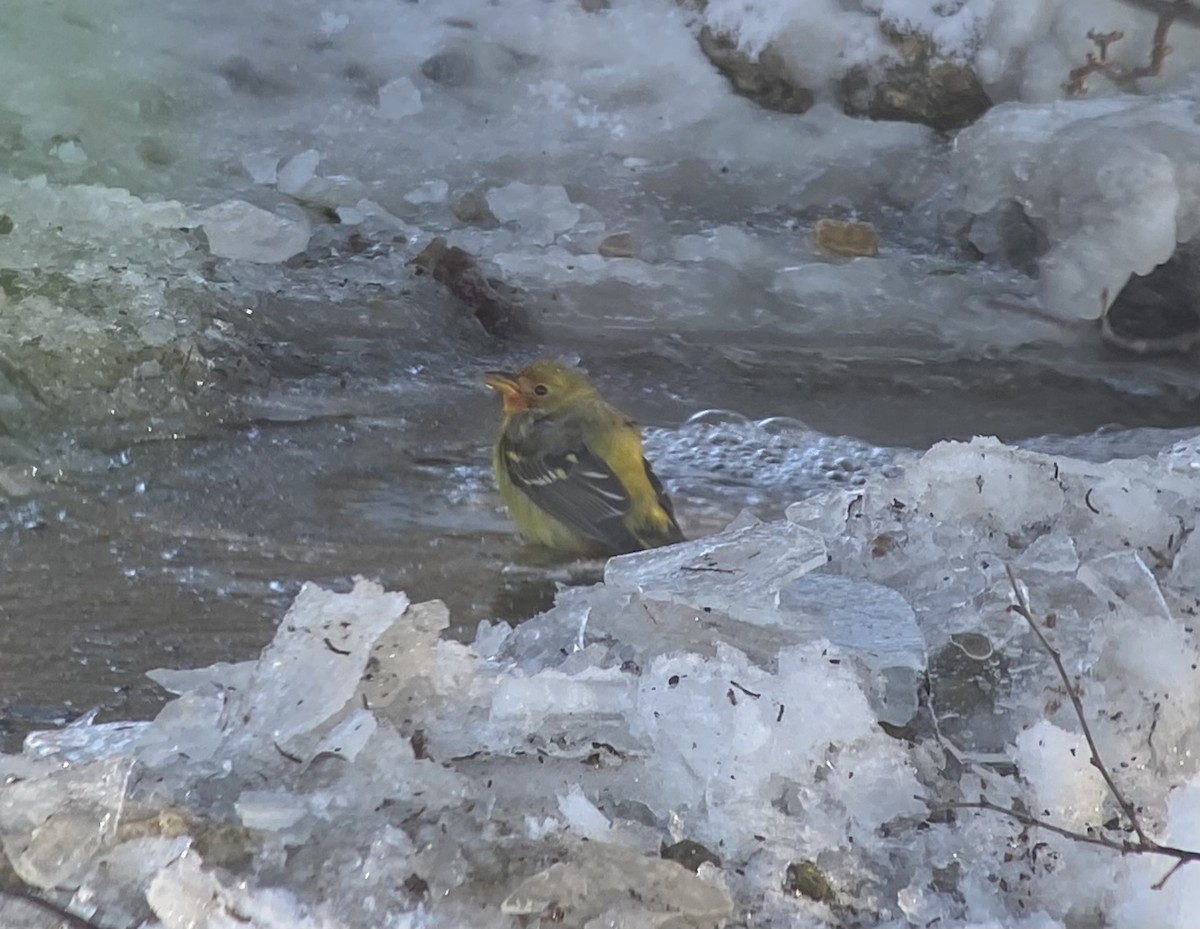 Piranga à tête rouge - ML646909157