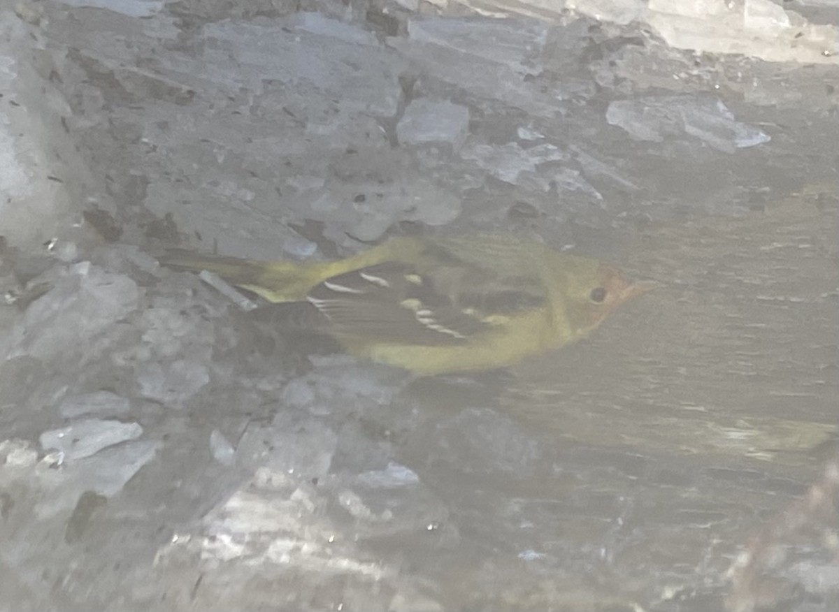 Piranga à tête rouge - ML646909158