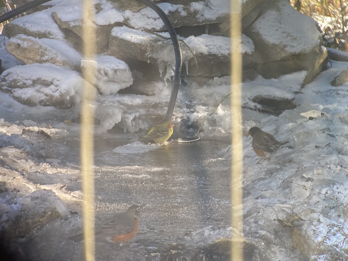 Piranga à tête rouge - ML646909159