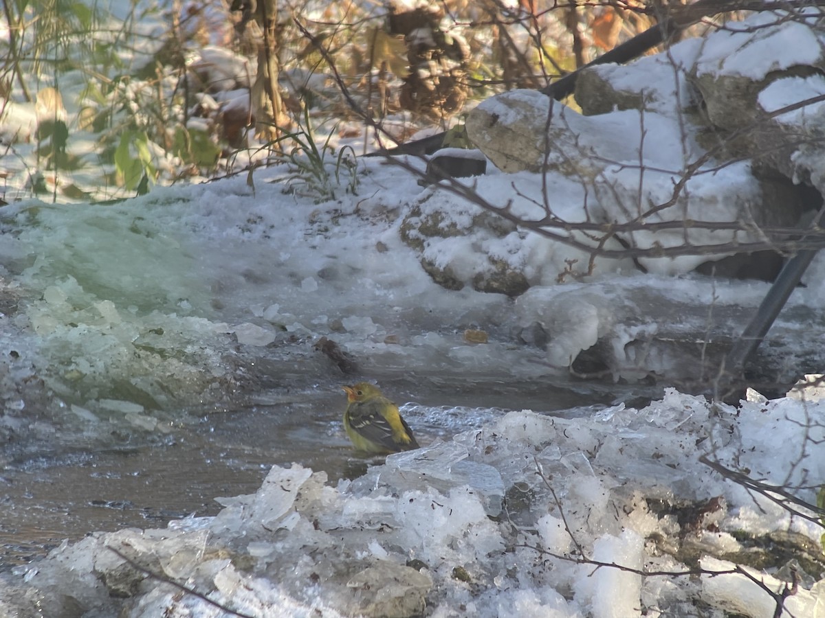 Piranga à tête rouge - ML646909161