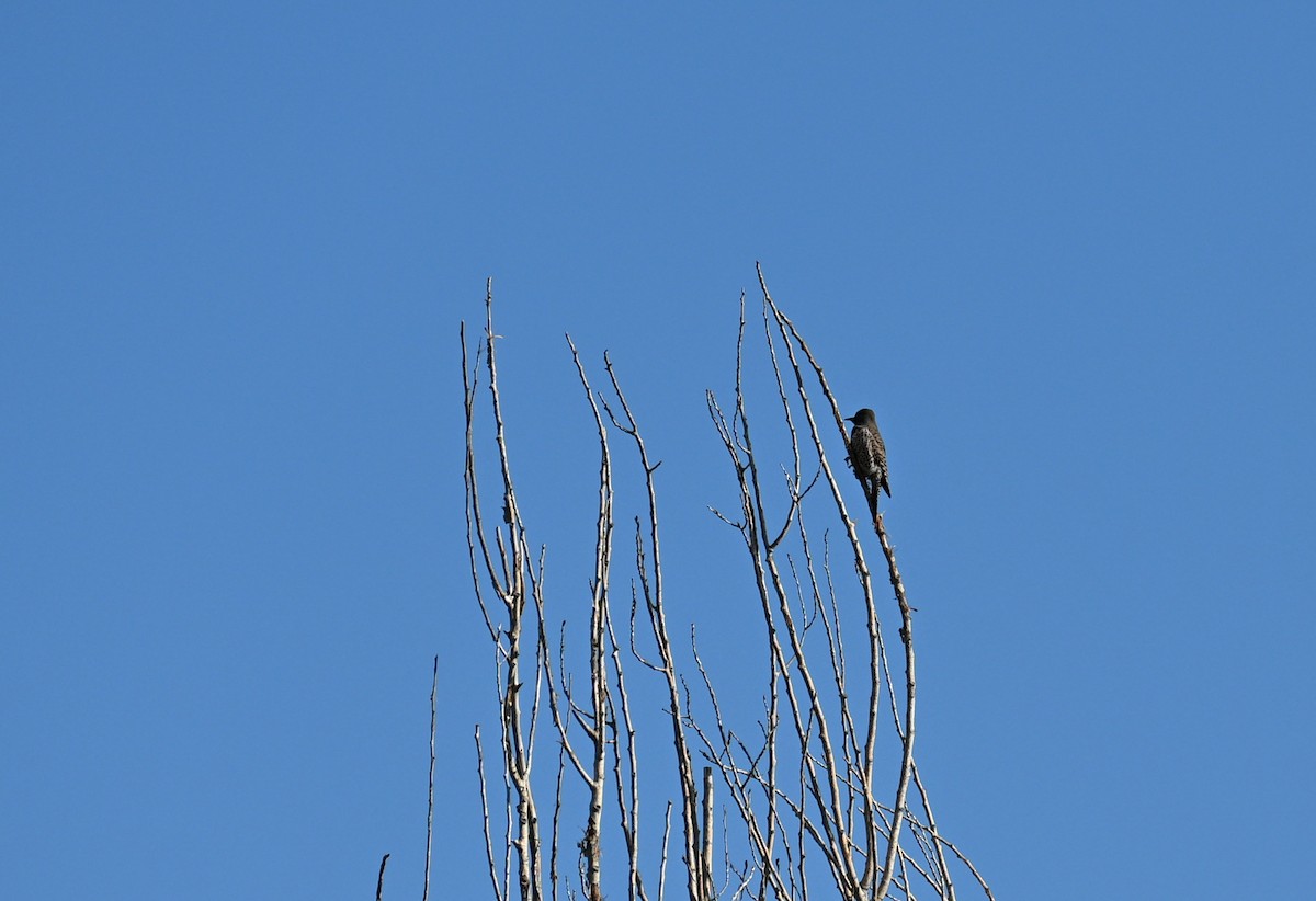 Pic flamboyant - ML646909164