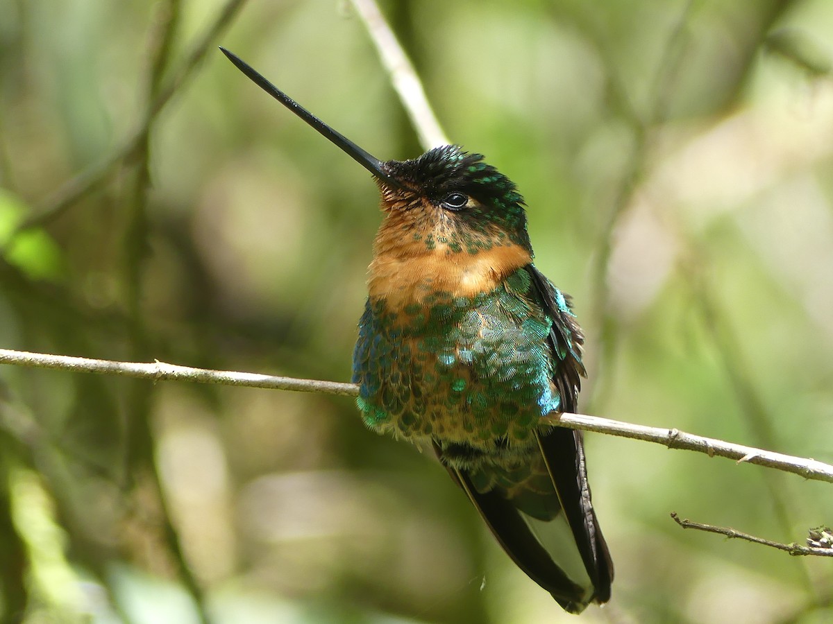 Gould's Inca - ML646909175