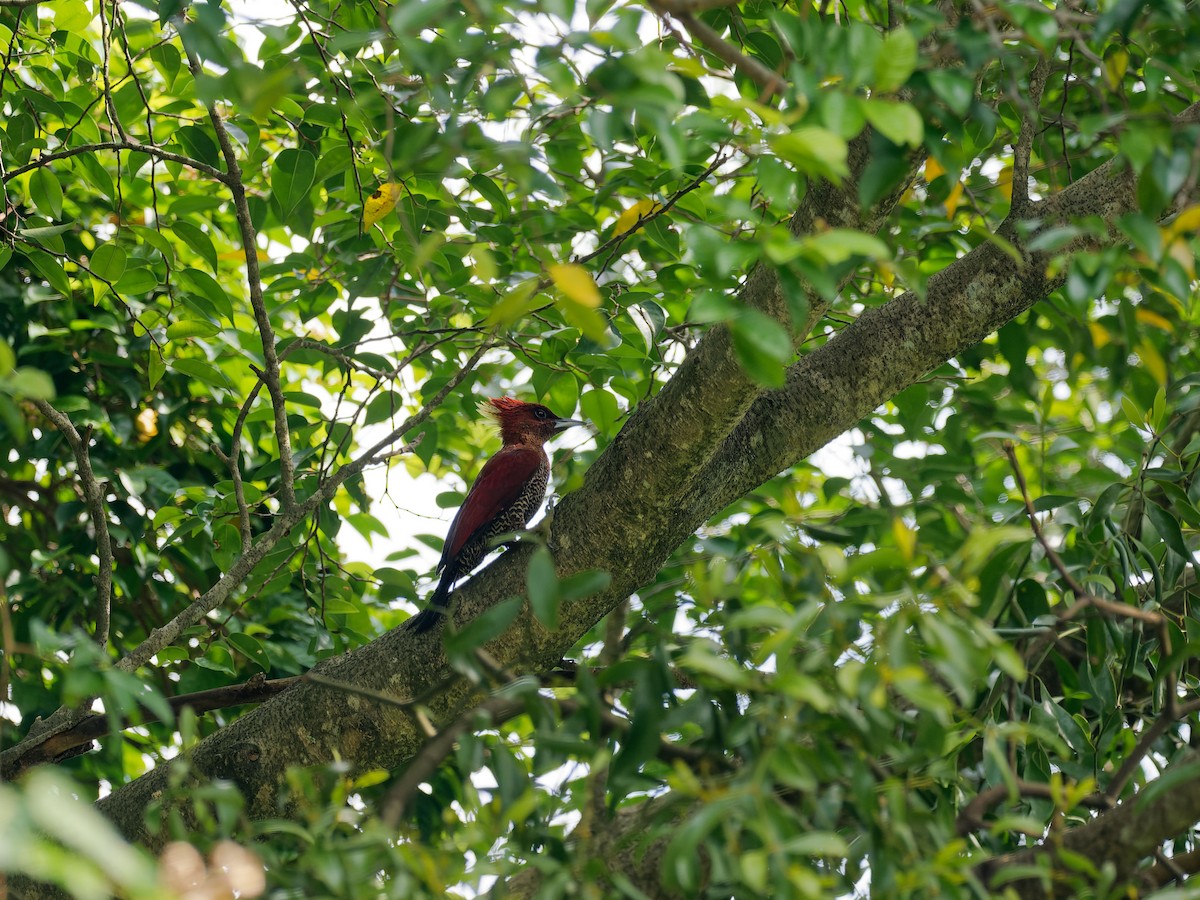 Banded Woodpecker - ML646909176