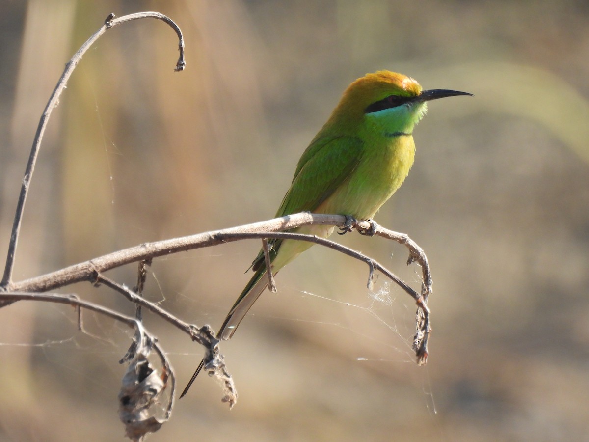 Asian Green Bee-eater - ML646909182