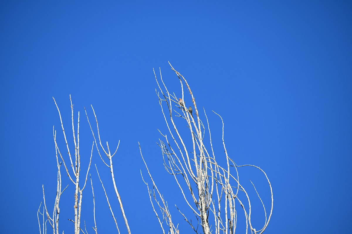 Roselin familier - ML646909184