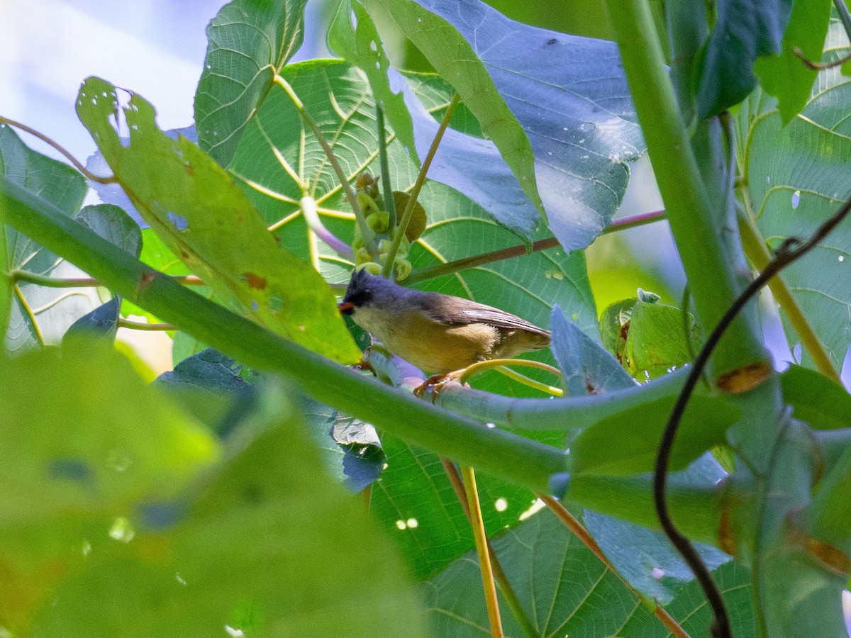 Black-chinned Yuhina - ML646909188