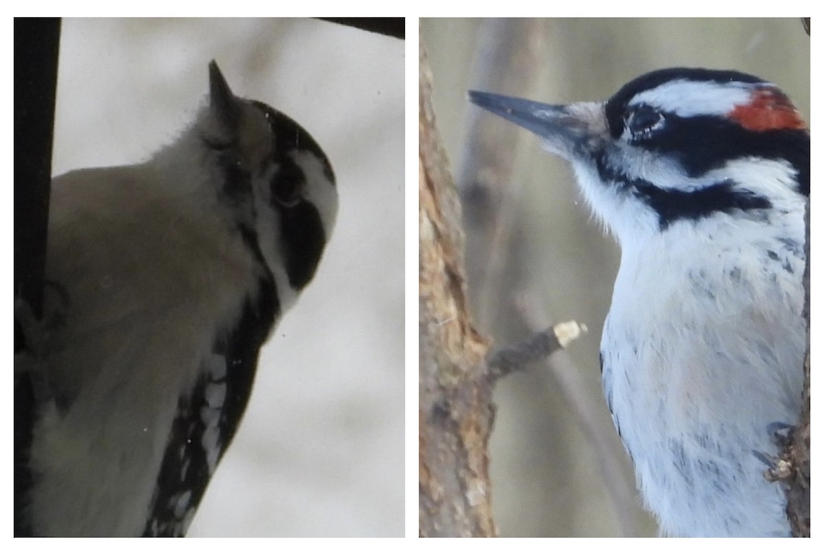 Hairy Woodpecker - ML646909190