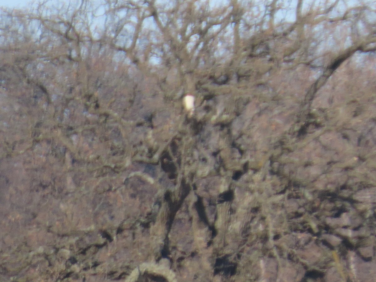 Red-tailed Hawk - ML646909192
