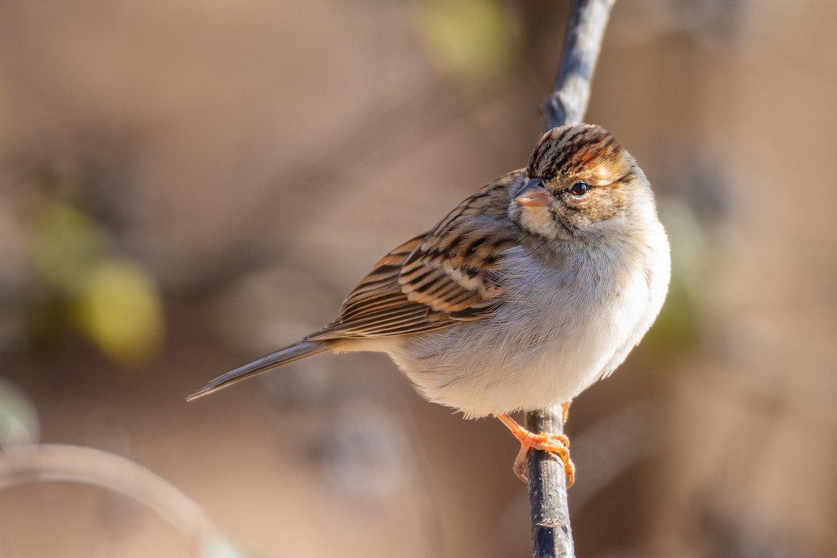 Chipping Sparrow - ML646909195