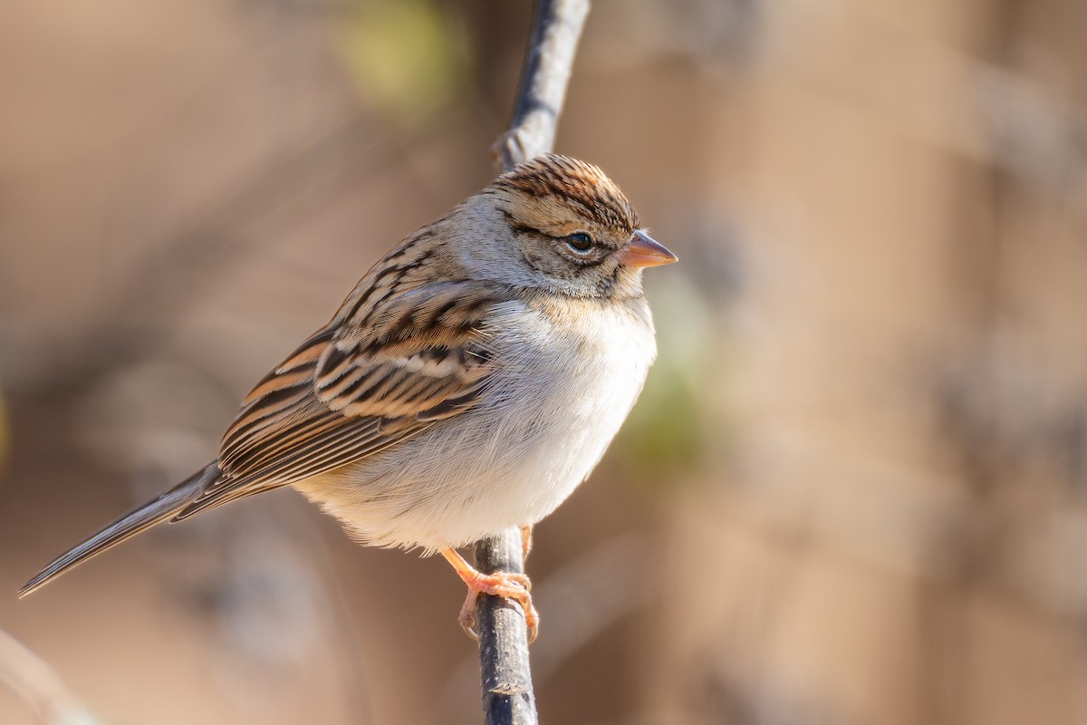 Chipping Sparrow - ML646909196