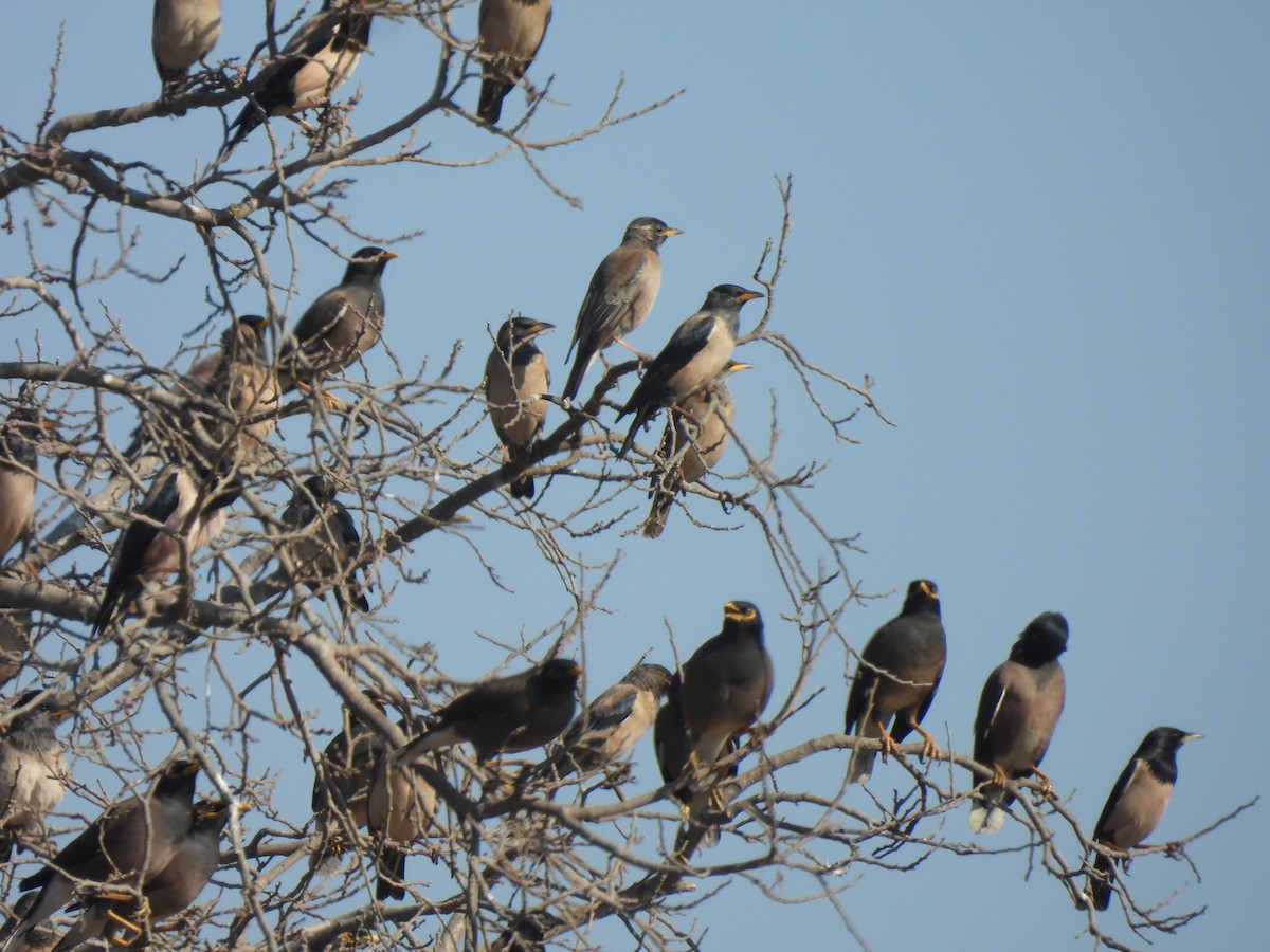 Rosy Starling - ML646909197