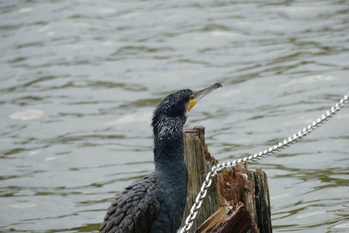 鸕鷀 - ML646909198