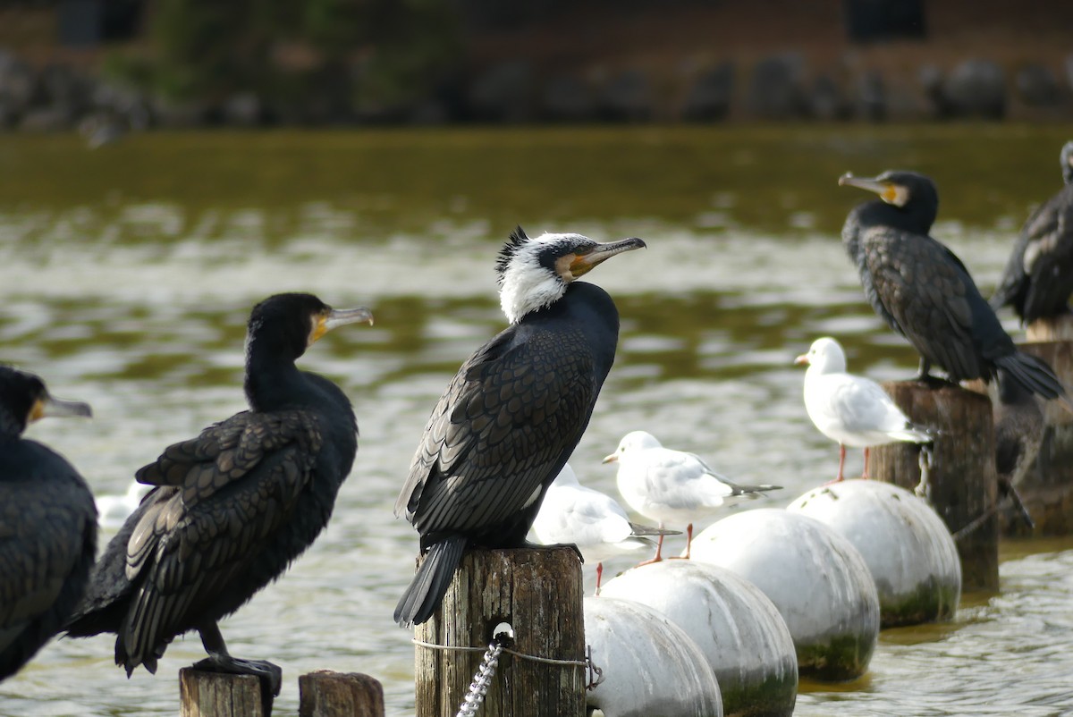 鸕鷀 - ML646909199