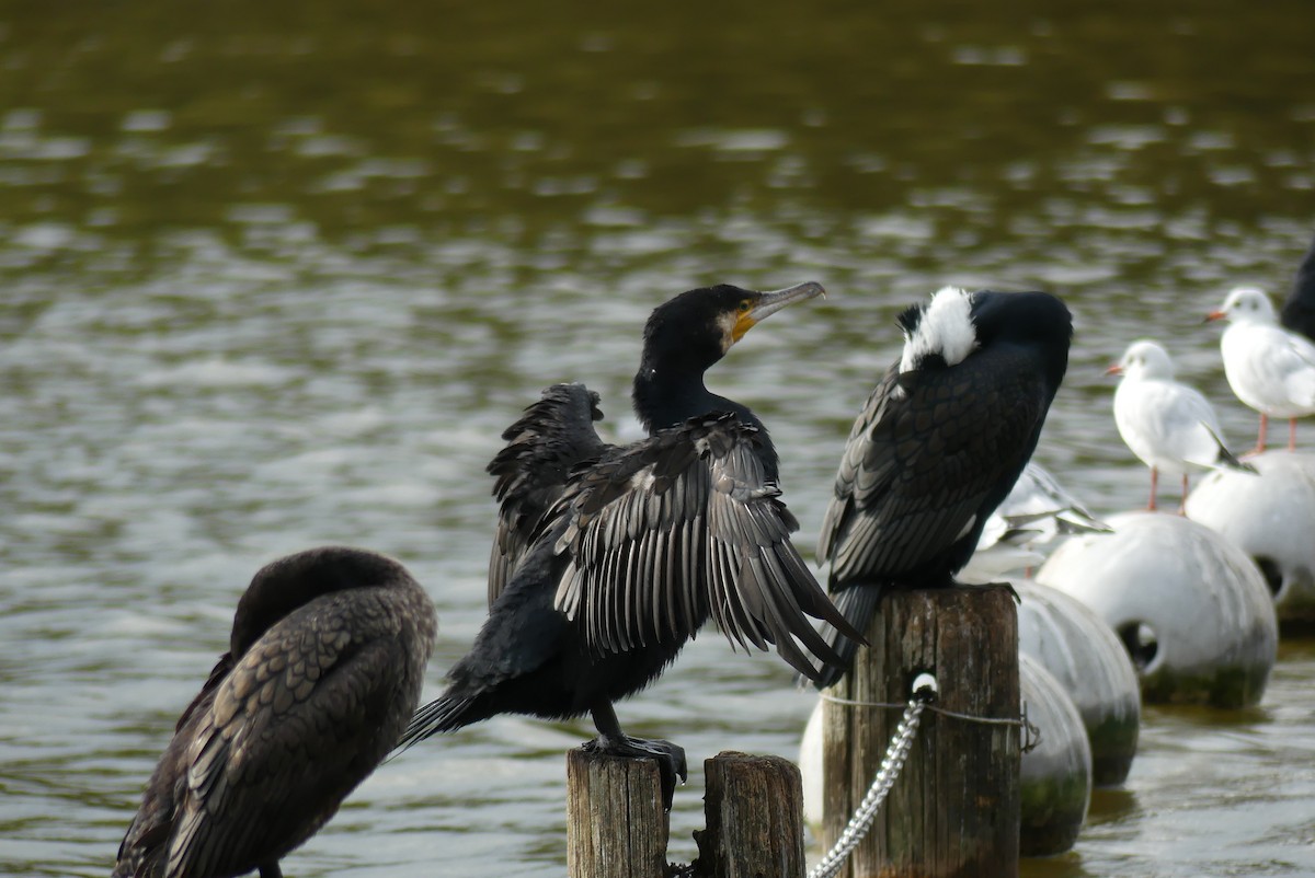 鸕鷀 - ML646909200