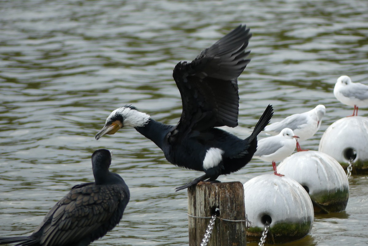 鸕鷀 - ML646909201