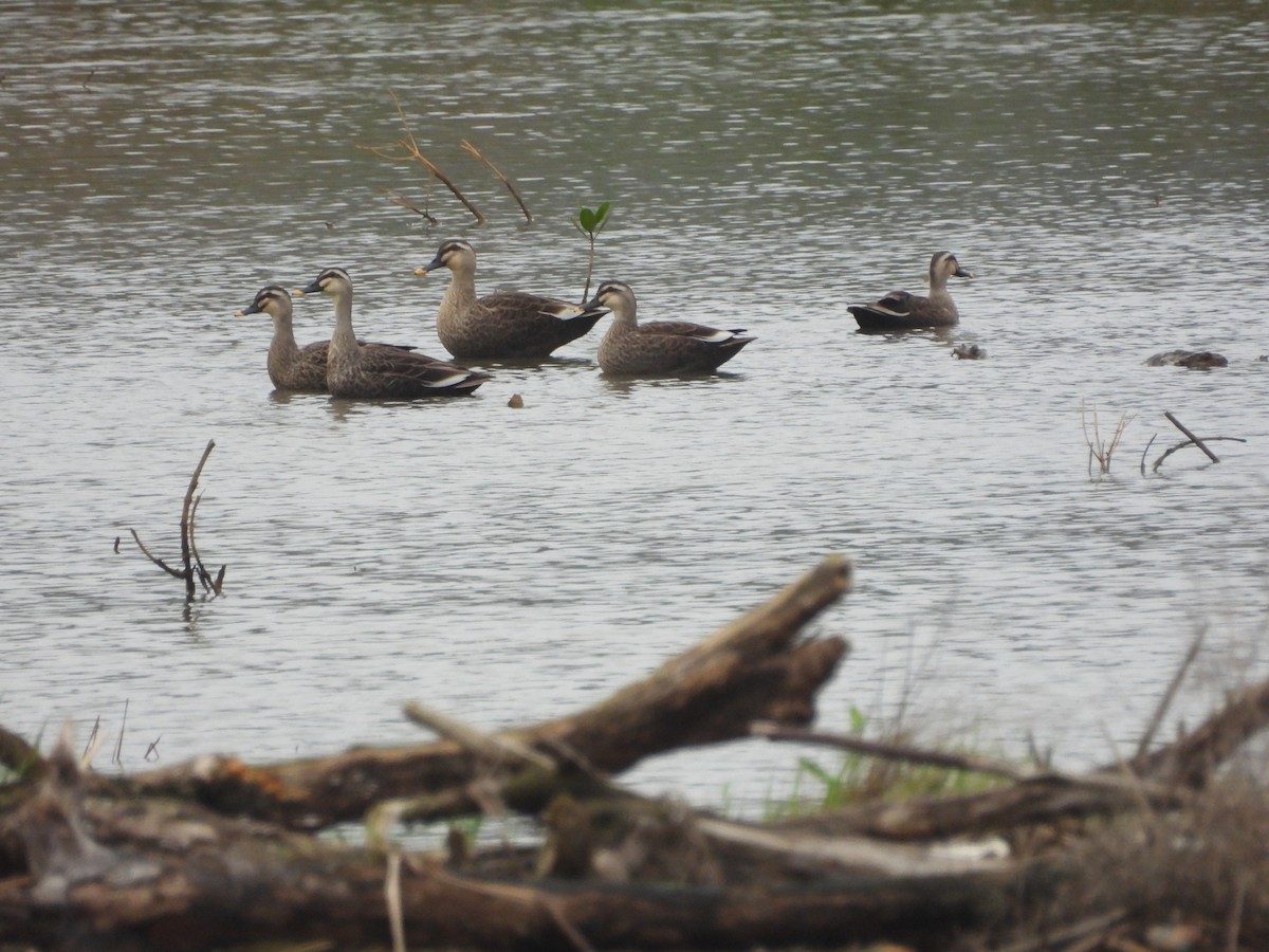 Eastern Spot-billed Duck - ML646909202