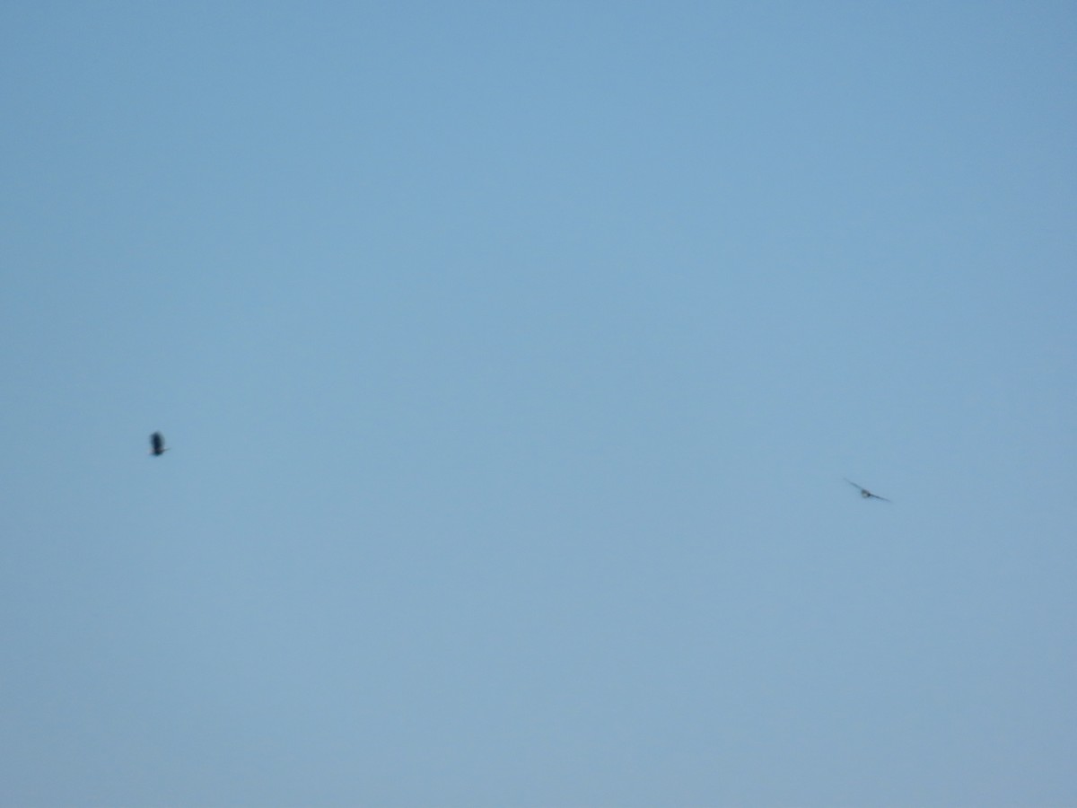 Белоголовый орлан - ML646909204