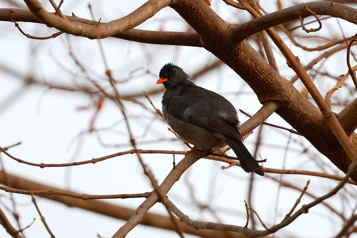Malagasy Bulbul - ML646909210