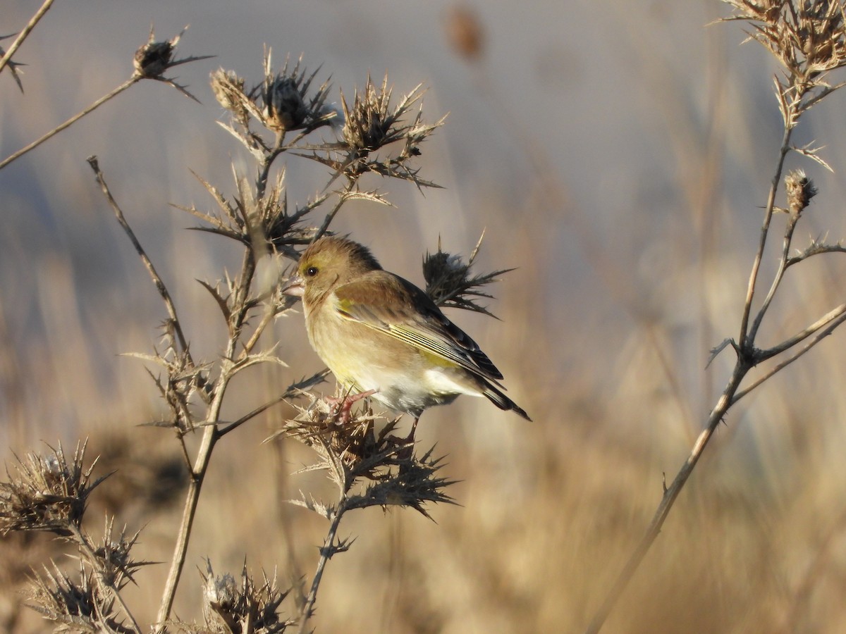 Grünfink - ML646909226