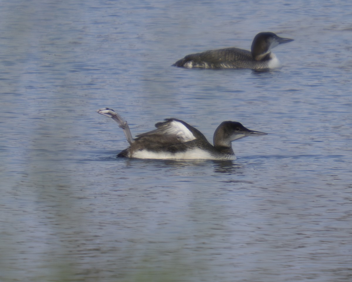Common Loon - ML646909229