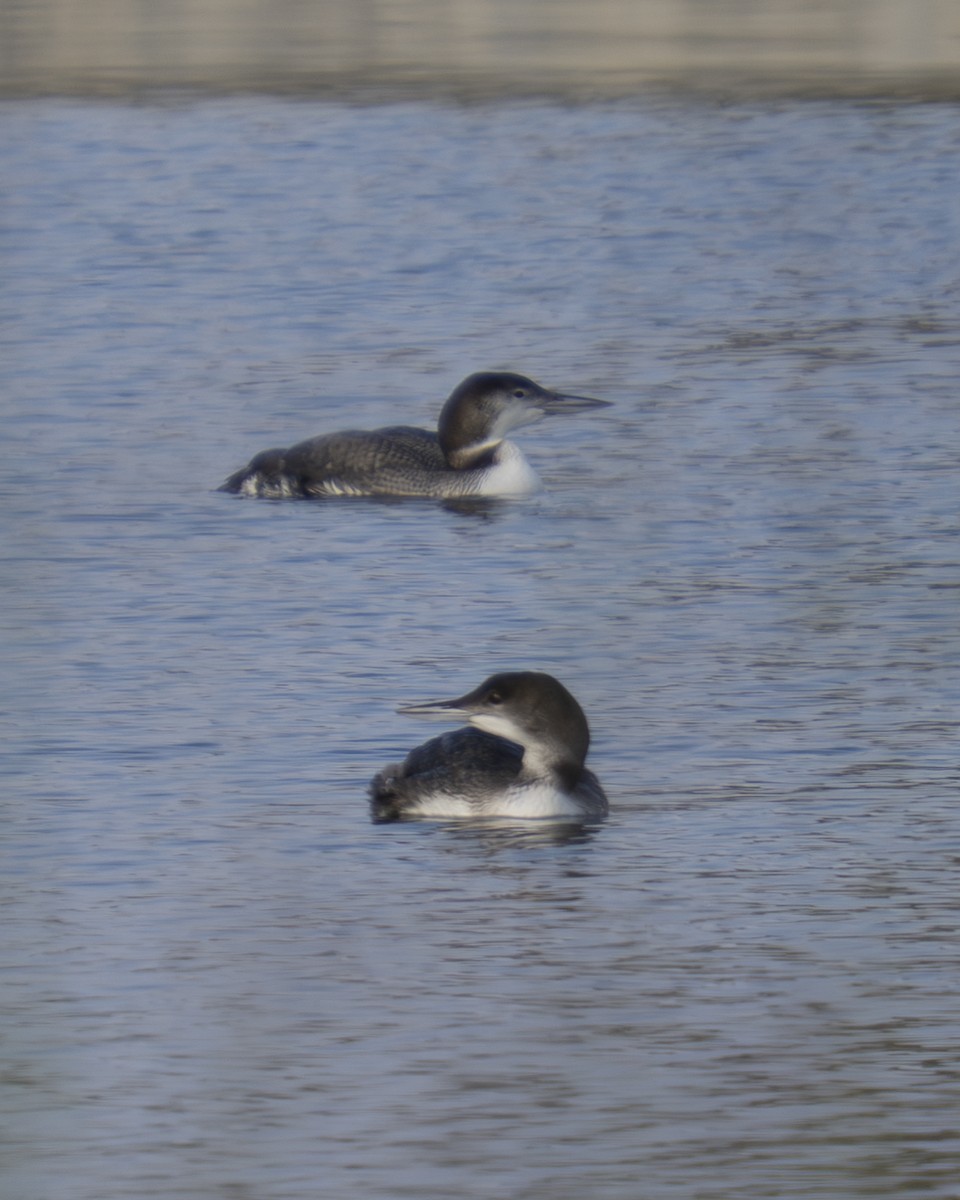 Common Loon - ML646909230