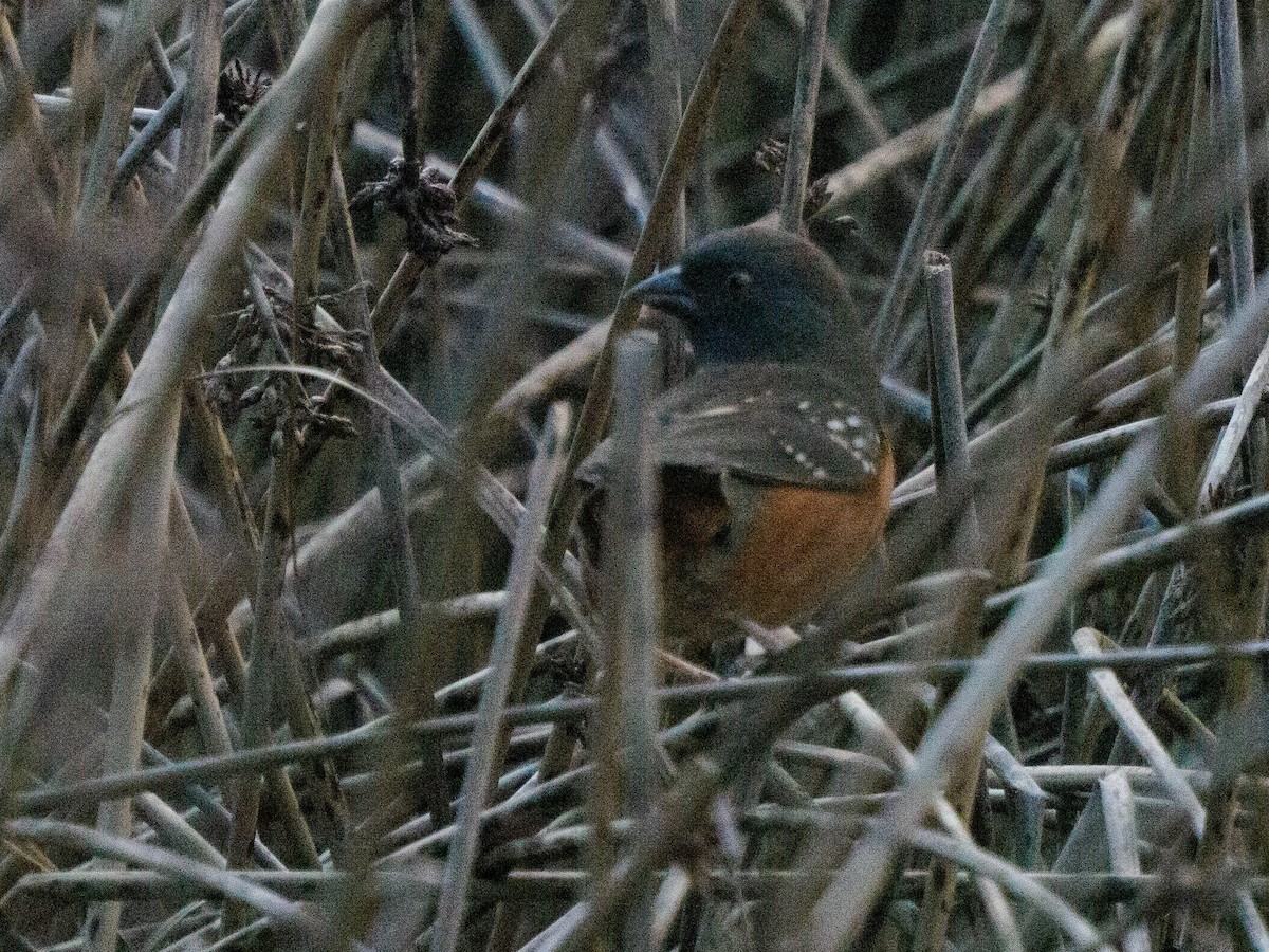 Spotted Towhee - ML646909236