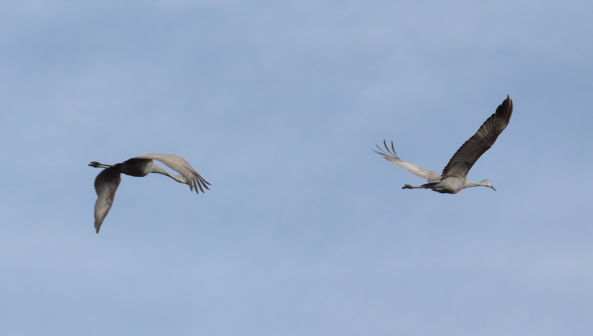 Журавель канадський - ML646909252