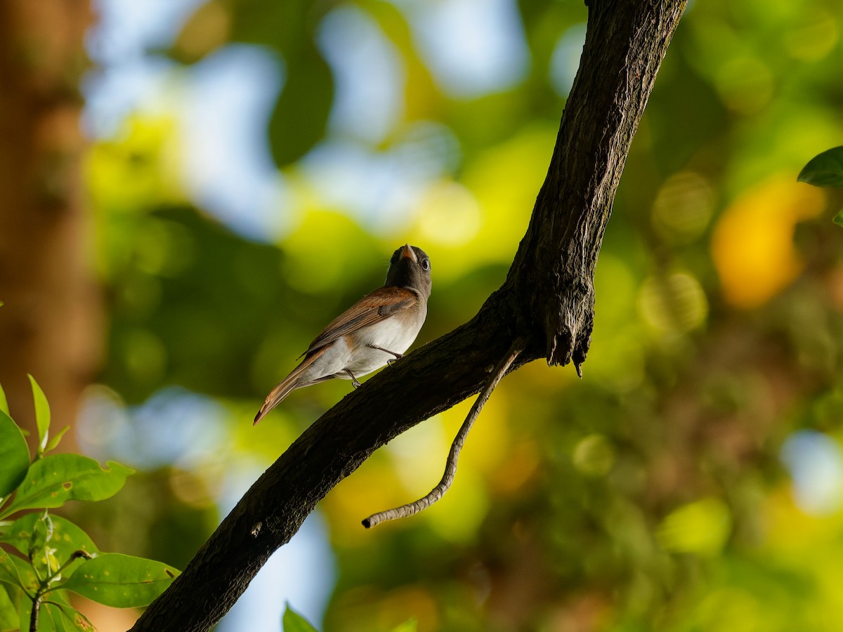 Black Paradise-Flycatcher - ML646909259