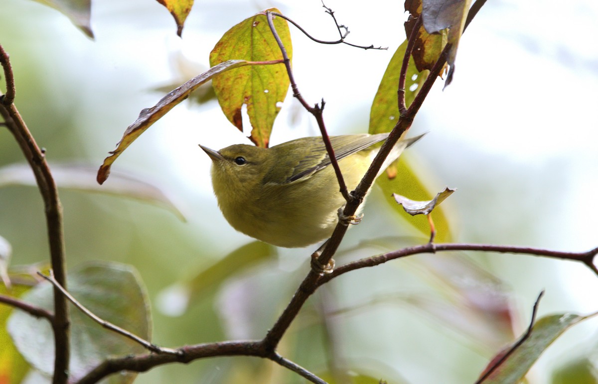 lesňáček hvězdičkový - ML646909265