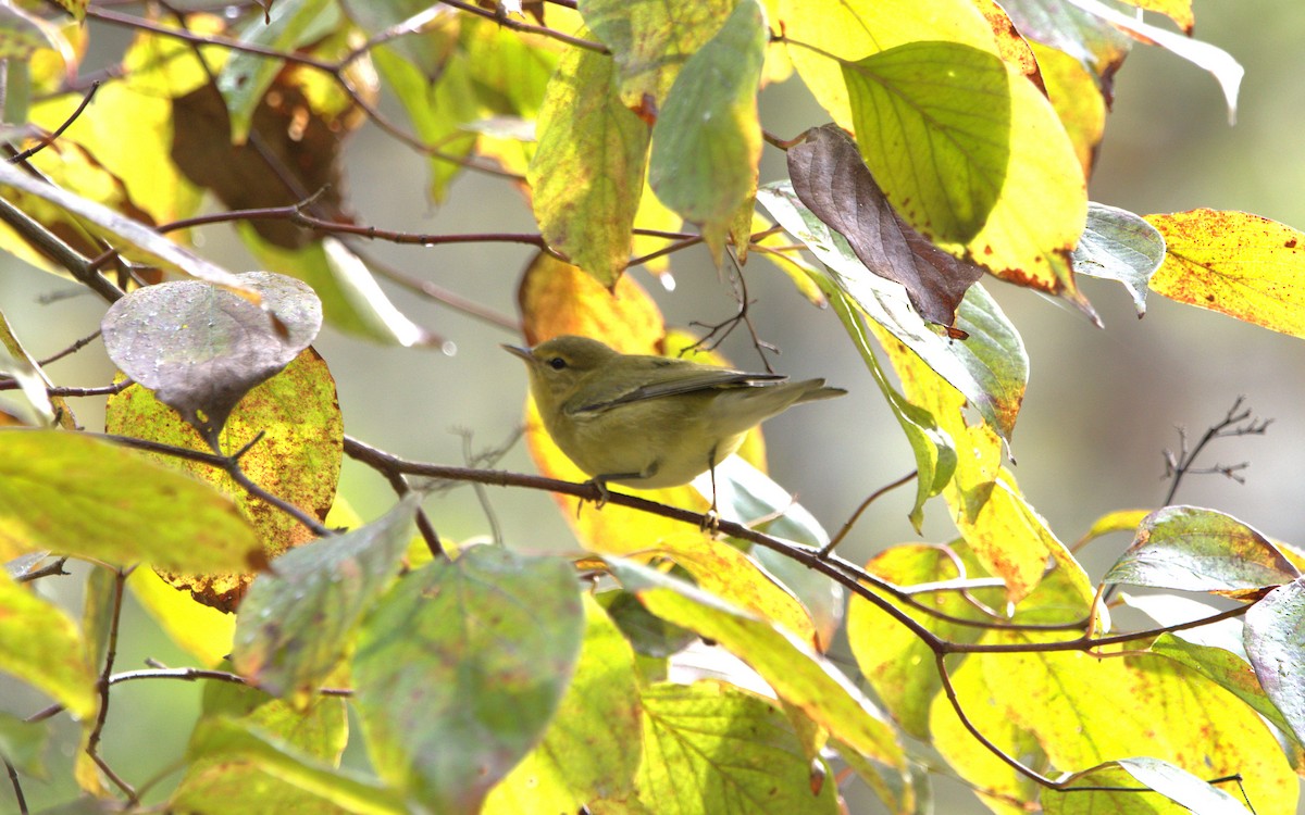 lesňáček hvězdičkový - ML646909266