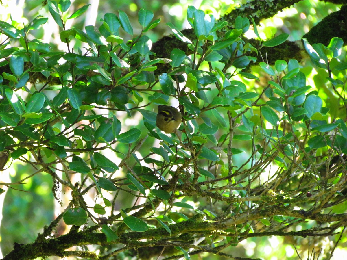 Goldcrest - ML646909269