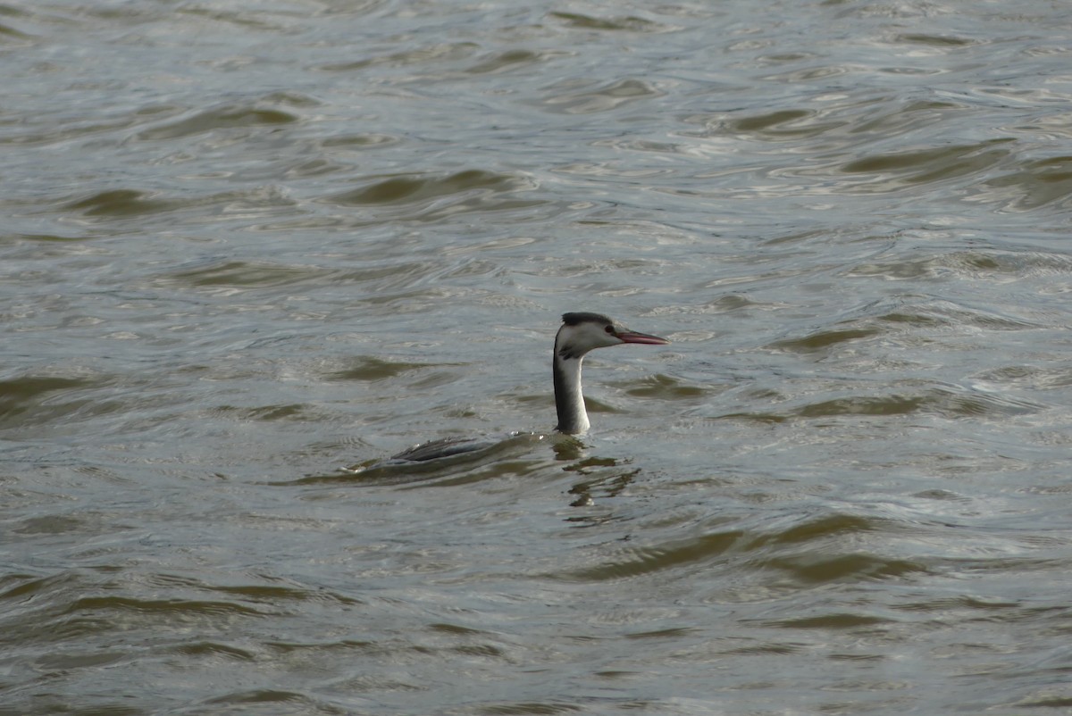 冠鸊鷉 - ML646909270