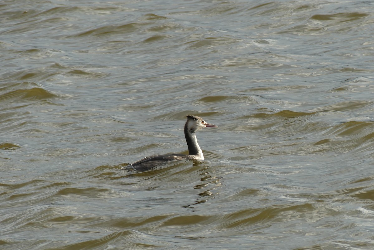 冠鸊鷉 - ML646909271