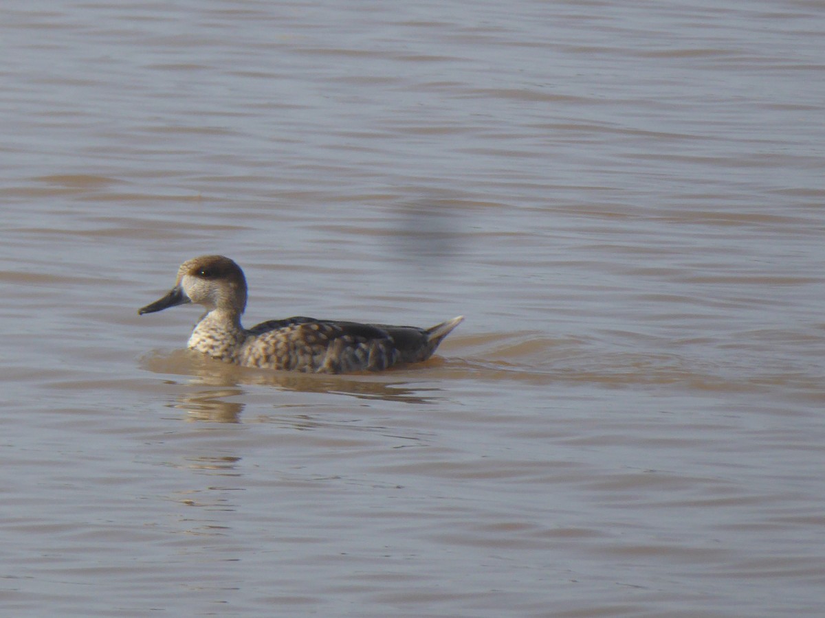 Marbled Duck - ML646909273