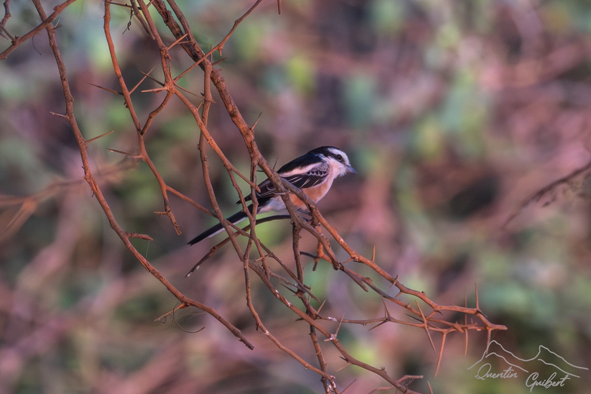 Averla mascherata - ML646909274