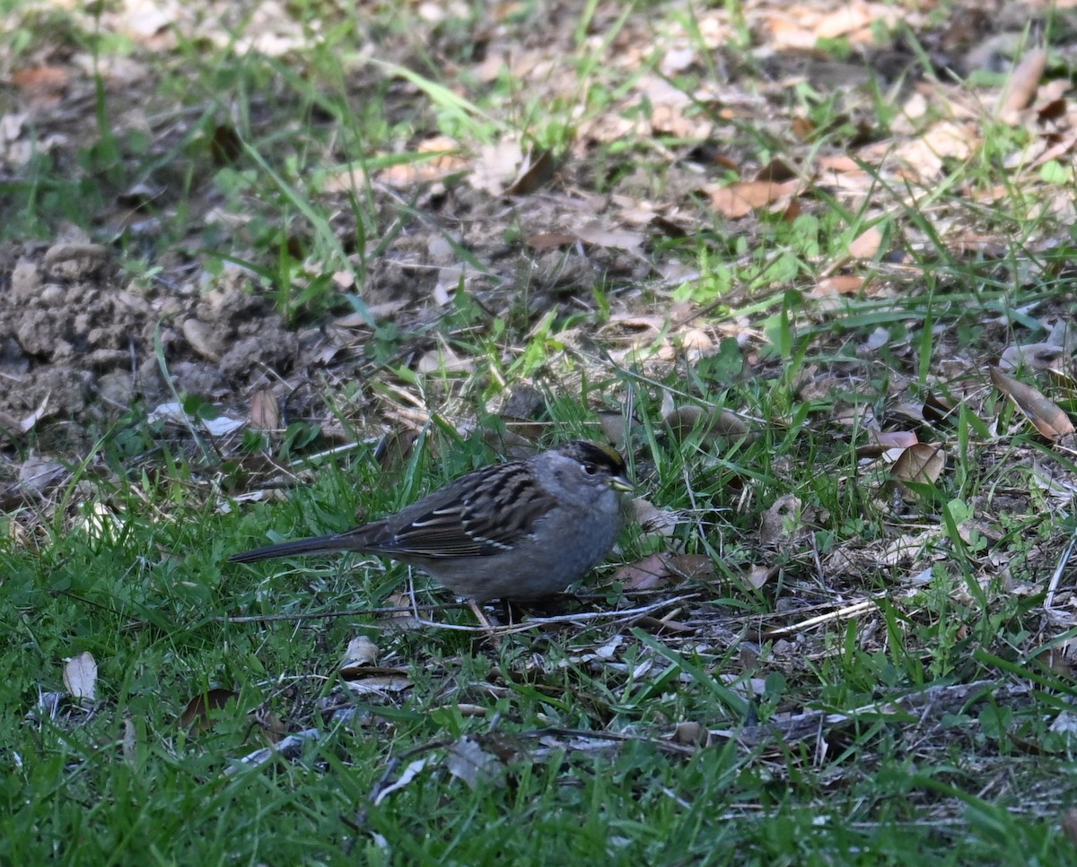 Bruant à couronne dorée - ML646909275