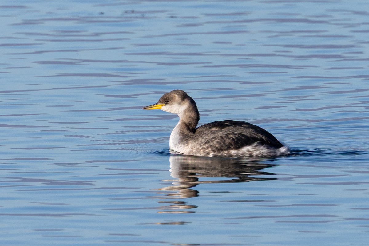 Murgil lepagorria - ML646909277