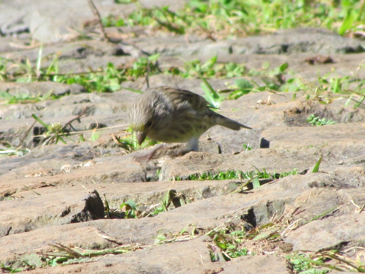 Island Canary - ML646909281