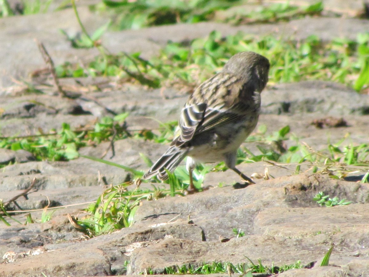 Island Canary - ML646909282