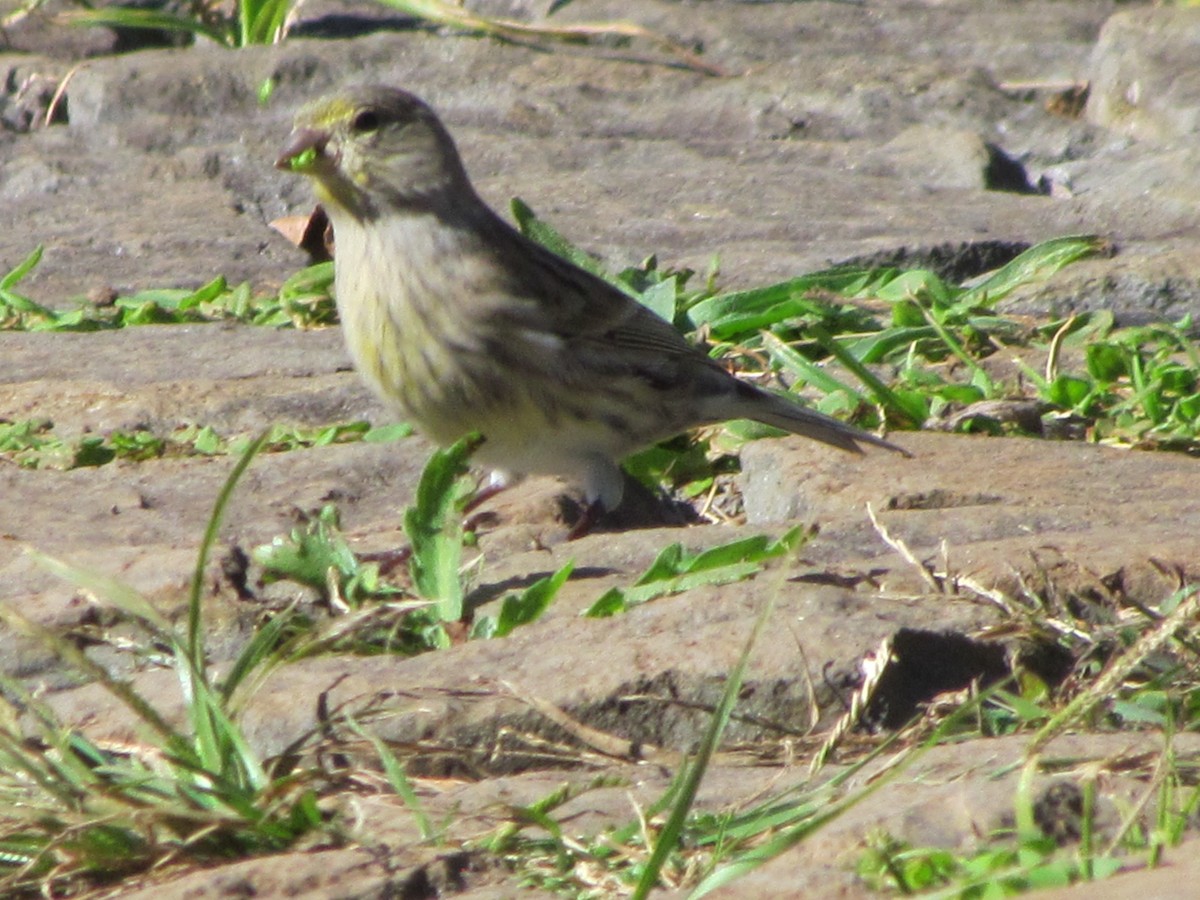 Island Canary - ML646909283