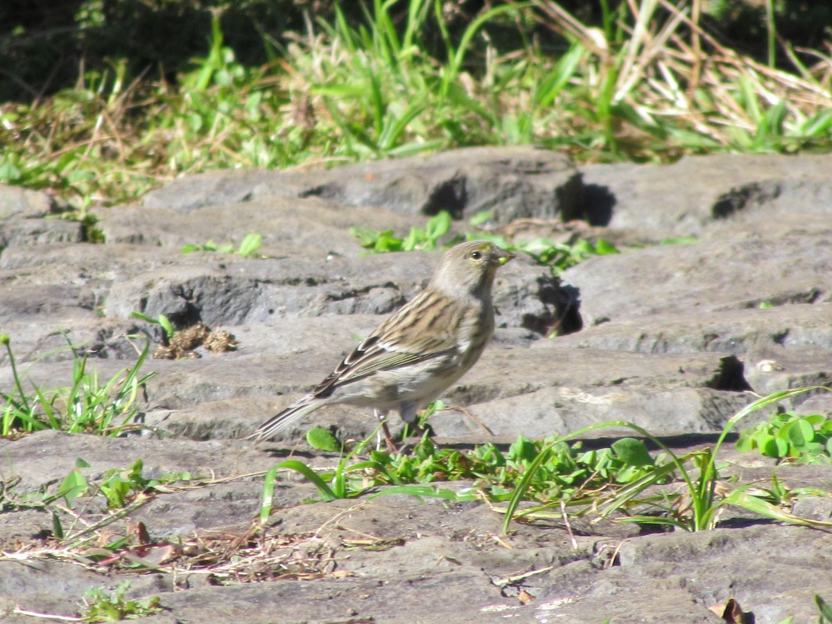 Island Canary - ML646909284